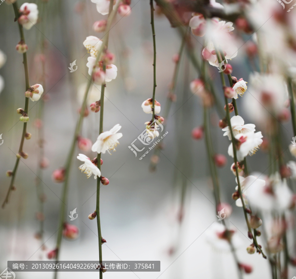 梅花