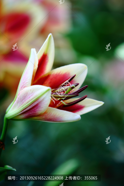 百合花