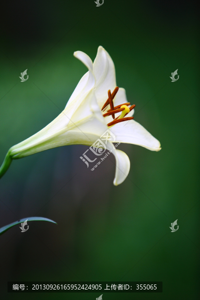 百合花
