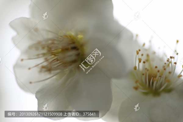 梅花