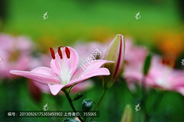百合花
