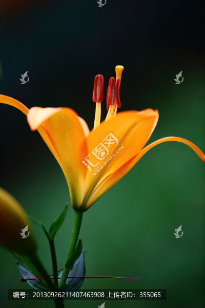百合花