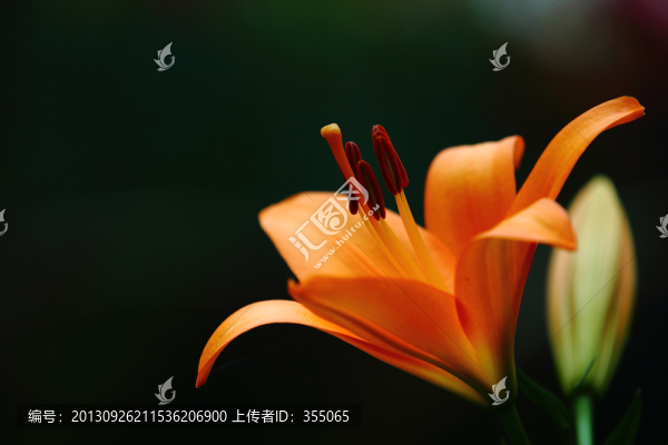 百合花
