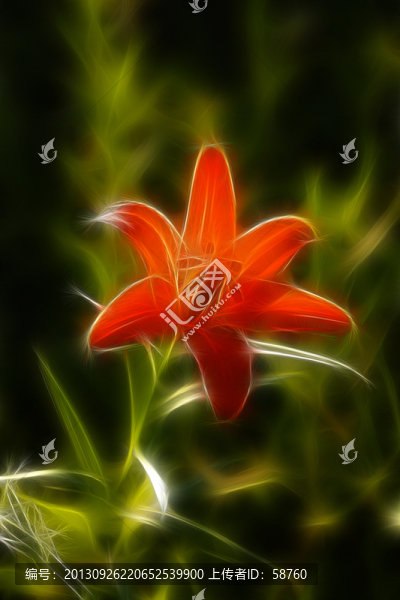 百合花,電腦抽象畫
