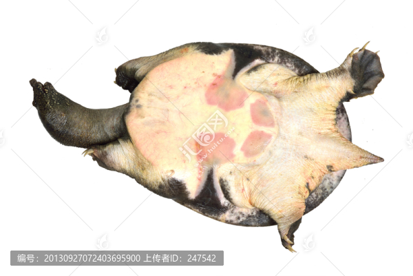 鱉,野生鱉,土鱉,中華鱉