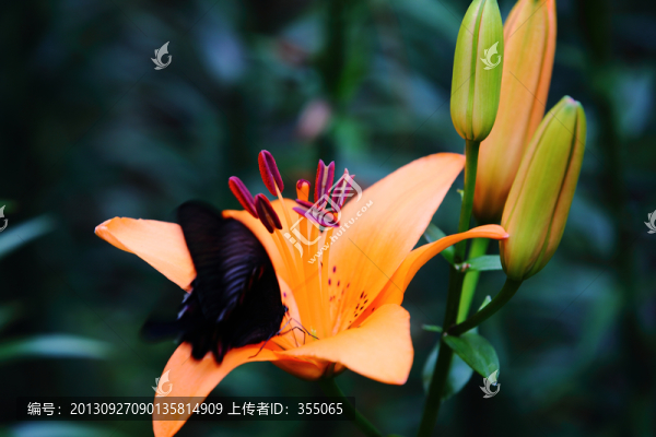 蝶戀花