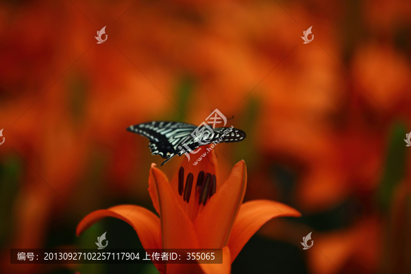 蝶戀花