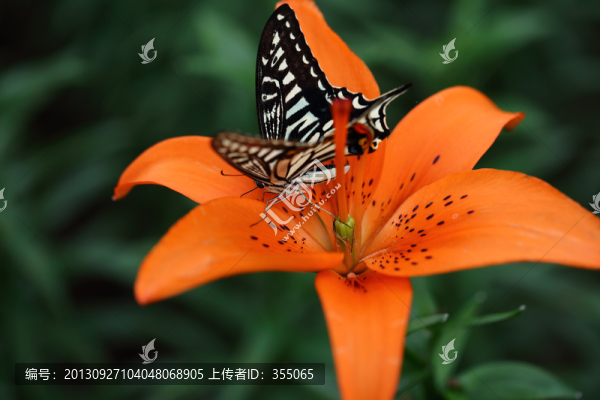 蝶戀花