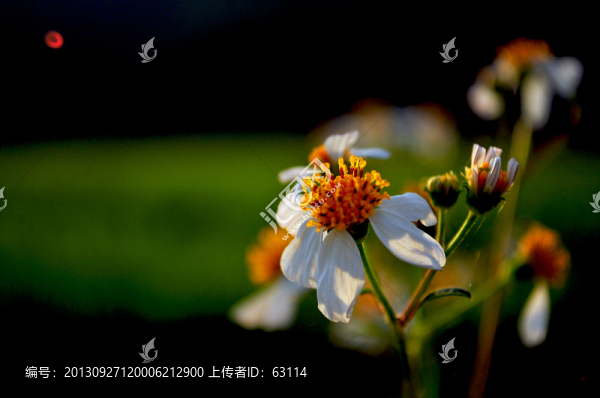 花卉,野花