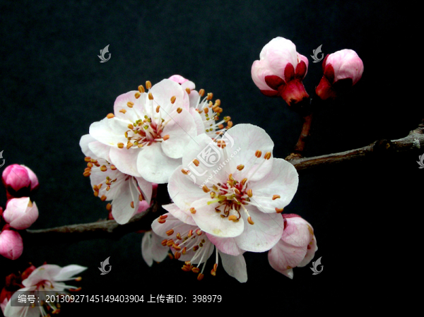 杏花