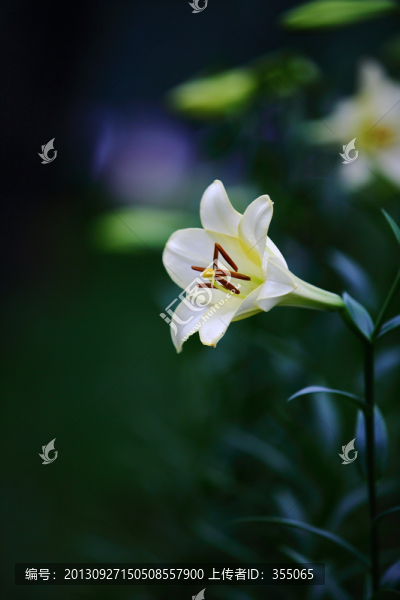 百合花