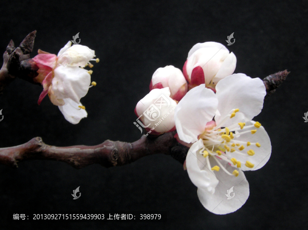 杏花