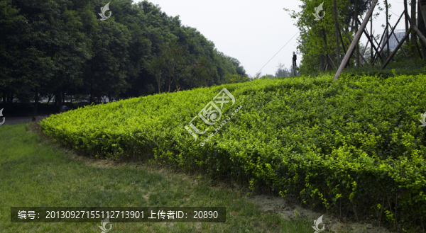 小區(qū)綠化景觀