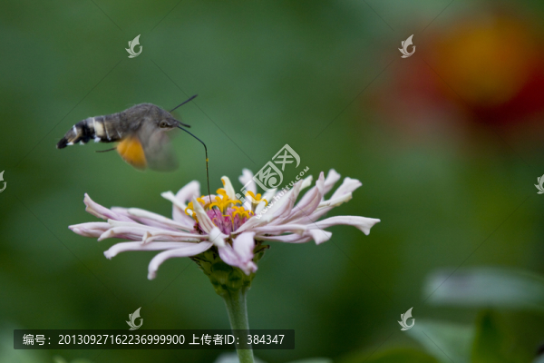 小豆長喙天蛾