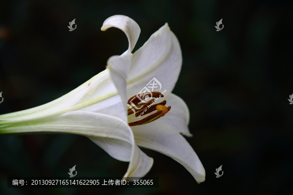 百合花