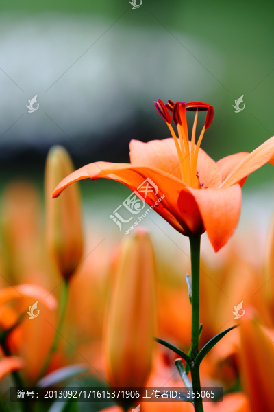 百合花