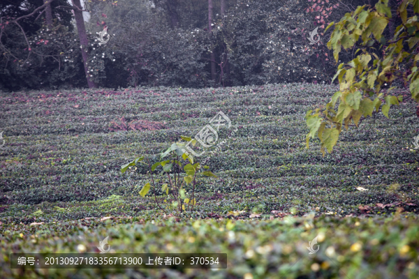 紹興東湖茶山,茶場,茶葉,種植