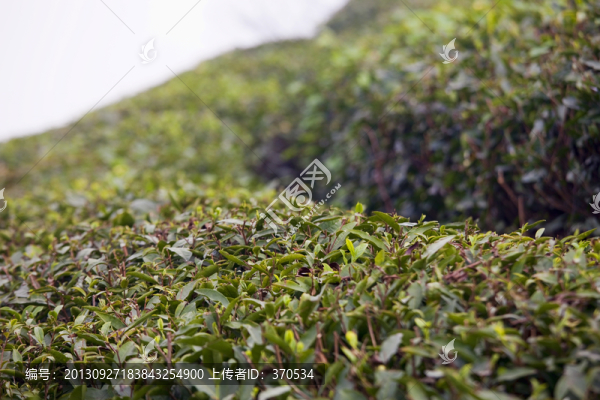 紹興東湖茶山,茶場,茶葉,種植