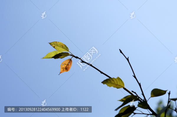樹(shù)葉
