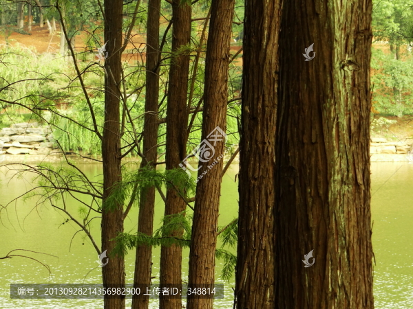 樹林,樹干
