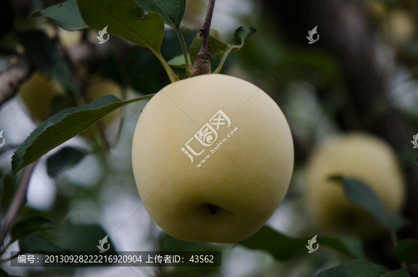 蘋果