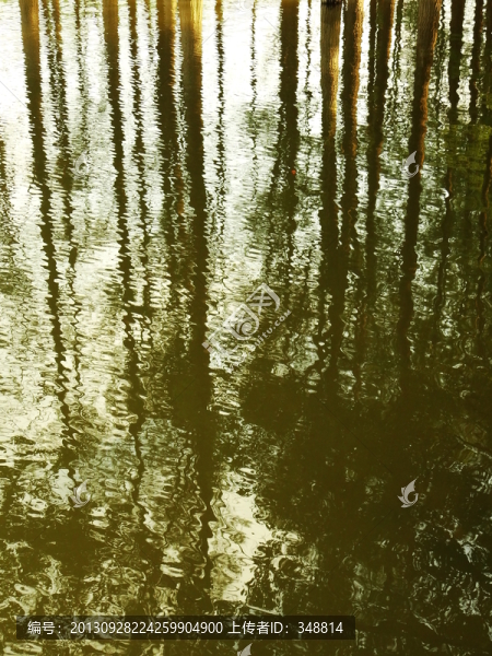 樹(shù)林,倒影