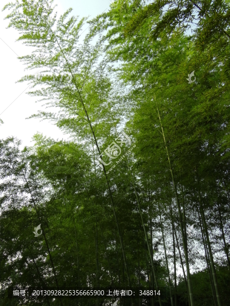 竹子,竹林,竹葉