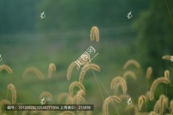 花草植物