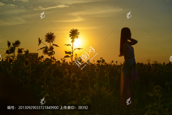 夕陽下的葵花仙子