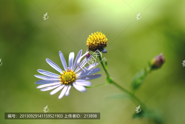 花草植物