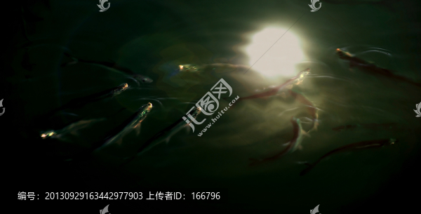 明月映青塘