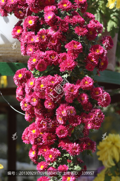 菊花