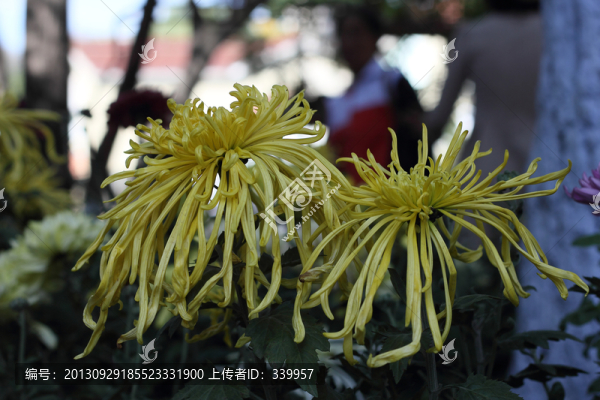 菊花