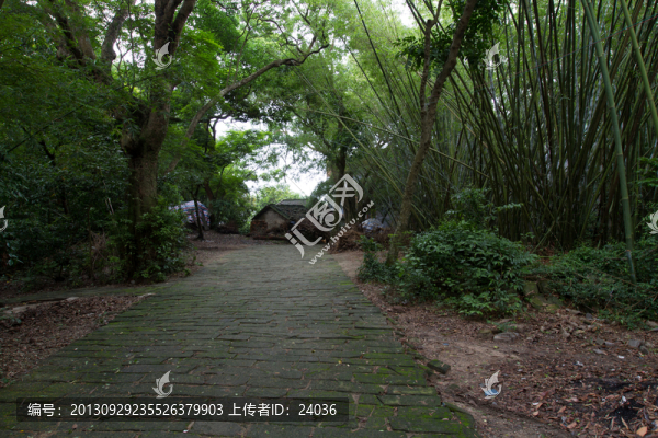 林中小徑