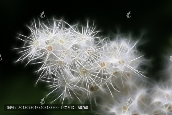 抽象繡線菊,電腦畫
