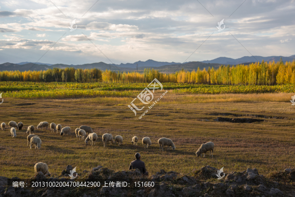 秋天的內(nèi)蒙克什克騰田野