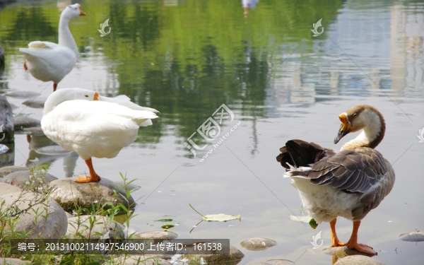 兩只鵝