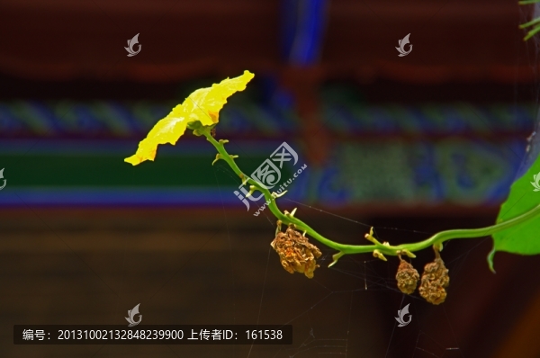 絲瓜花