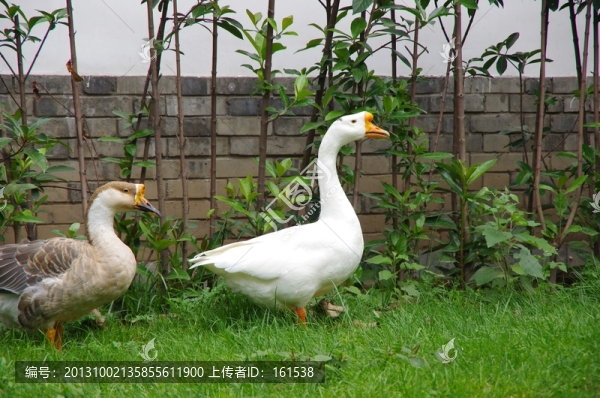 兩只鵝