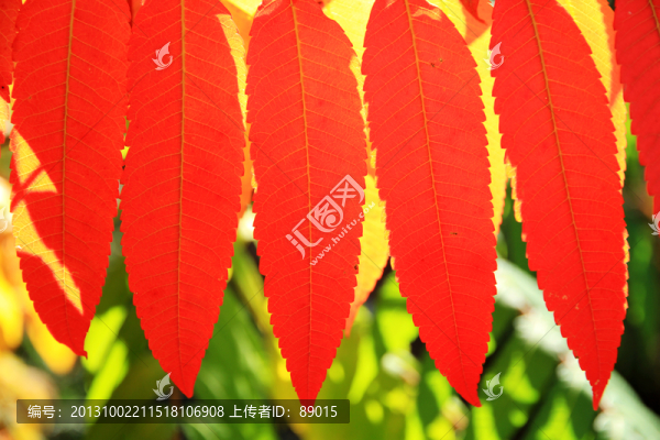 火炬樹(shù)葉