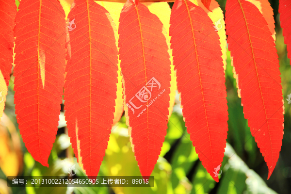 火炬樹(shù)葉