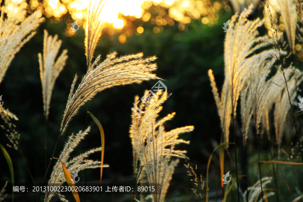 秋天芒草（類似蘆葦）