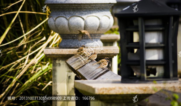 城中麻雀