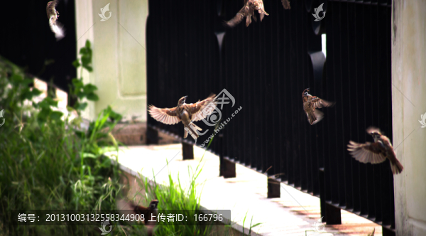 麻雀歡飛