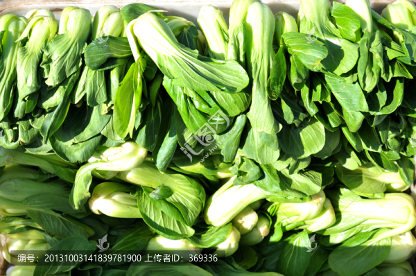 油菜