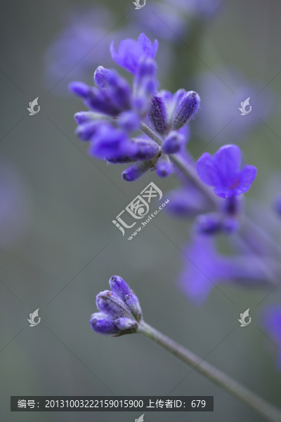 薰衣草