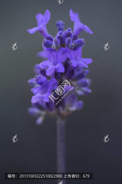 薰衣草