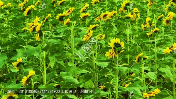 向日葵