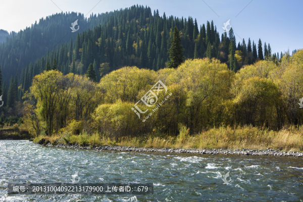 樹林,秋景