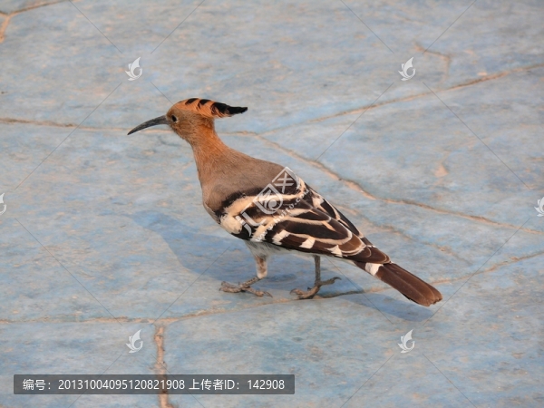 戴勝鳥